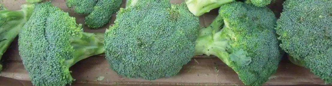 broccoli seed.jpg